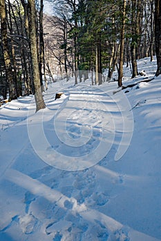 Snow Covered and Tree Lined Handicap Accessible Trail at the Peaks of Otter